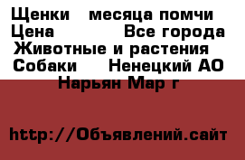 Щенки 4 месяца-помчи › Цена ­ 5 000 - Все города Животные и растения » Собаки   . Ненецкий АО,Нарьян-Мар г.